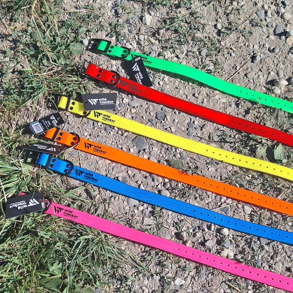 Collier chien de chasse divers coloris